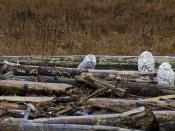 group of four snowy owls
