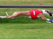English: Greyhound racing Français : Lévrier durant une course