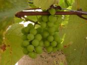 English: Grapes in tender stage