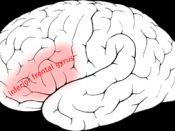 Copied from Image:Inferior_frontal_gyrus.png: 