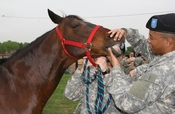 Army Trains Pfc. Jared Donnell looks into a horse's mouth to check the condition of its teeth while performing a physical