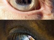 Comparison between the pale blue eyes of a homozygous cream horse (top) and dark blue unpigmented eyes (bottom).