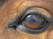 Eye of a Horse (Andalusian)