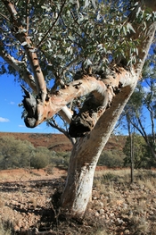 English: River Red Gum (Eucalyptus camaldulensis) trunk near the Ochre Pits, Namitjira Drive, Northern Territory, Australia.