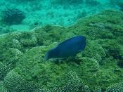 Lord Howe Island snorkeling - Double headed wrasse clown fish and others
