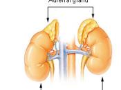 The adrenal glands sit atop the kidneys.