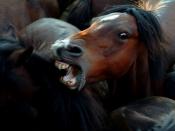 gz: Cabalo; esp: Caballo; eng: Horse. Sabucedo
