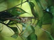 Uroplatus (Leaf-tailed Gecko)