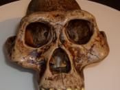 Australopithecus afarensis reconstruction. Displayed at Museum of Man, San Diego, California.