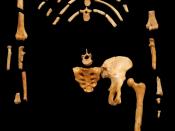 « Lucy » skeleton (AL 288-1) Australopithecus afarensis, cast from Museum national d'histoire naturelle, Paris
