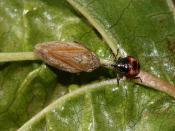 Troilus luridus (Bronze Shieldbug) nymph with froghopper prey