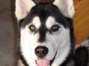 A brown-eyed, black-and-white, seven-month-old female Siberian Husky.