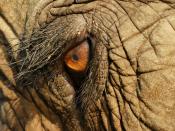 The eye of an Asian elephant at Elephant Nature Park, Thailand, taken using a Sony alpha 700, Minolta 50mm 2.8 Macro