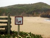 Dog leads, human follows, sign, hill, fence, beach, Bean Hollow, California, USA