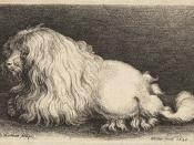 A 17th century engraving of a poodle.