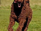 Brown Standard Poodle (Maisie, 22 months old, running at the coast at South Shields in March 2009)