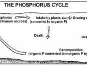 The aquatic phosphorus cycle