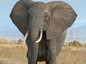 English: A female African Bush Elephant in Mikumi National Park, Tanzania Français : Femelle éléphant africaine au Parc national de Mikumi, Tanzanie