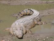 Saltwater Crocodile (Crocodylus porosus).