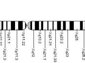 Location of FMR1 on the X chromosome.