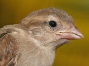 English: Portrait of a juvenile House sparrow Français : Moineau domestique (Passer domesticus) Deutsch: Porträt einen jungen Haussperlings.