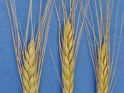 Emmer wheat, cultivated in biblical times
