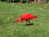 Scarlet Ibis 2