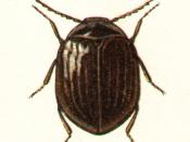 Eubria palustris