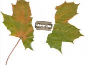 ► maple leaf  in sunder by razor blade◄  Berlin, October 3rd 2007