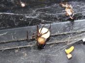Female Redback spider with eggsac.