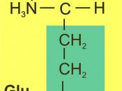 English: Glutamic acid amino acid formula jpg