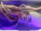 A 7 m (23 ft) giant squid, the second largest of all invertebrates, encased in ice in the Melbourne Aquarium.