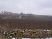 Français : Vue d'une partie du vignoble de Meursault