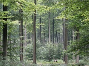 even, dense and old stand of beech trees (Fagus sylvatica) prepared to be regenerated (watch the young trees underneath the old ones) in the Brussels part of the Sonian Forest (Forêt de Soignes - Zoniënwoud) in Belgium