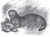 Polecat-ferret hybrid