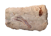 English: Fossil fish Diplomystus birdii, lobster Pseudostacus sp., and a partial Dercetis triqueter ::Stage: Middle Cretaceous, Cenomanian Stage (95 million years ago) ::Locality: Hakel, Lebanon. ::Dimension: 24 cm across
