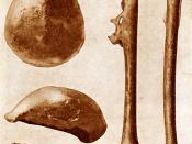 original fossils of Pithecanthropus erectus (now Homo erectus) found in Java in 1891