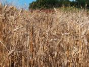Durum Wheat crop