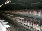 Chickens in industrial coop