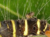 Erebid moth caterpillar - 