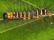 Erebid moth Caterpiller  - 