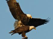 American Bald Eagle fall mating ritual
