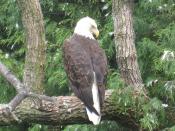 Photo of a Bald Eagle taken at the Toledo Zoo.
