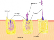 A diagram of the discharge mechanism of a nematocyst.