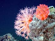 English: These animals at the top of the chimney are deep-sea octocorals or soft corals (Octocorallia: Alcyonacea), and sometimes go by the common name 
