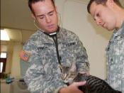 English: Army Capt. Todd French, a veterinarian and Army Sgt. Ardicio Galvao, a veterinarian assistant with the vet clinic at U.S. Naval Station Guantanamo Bay, do a general health check on a cat, Dec. 21. – JTF Guantanamo photo by Army Sgt. Emily Greene