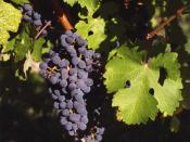 Cabernet Sauvignon grape cluster, shown by DNA studies to be a cross of Cabernet Franc and Sauvignon blanc.