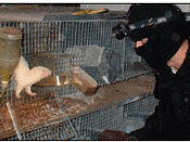 An ALF (Animal Liberation Front) raid on a mink farm in Rome, Italy, saw 2,000 mink released, March 16, 2005.
