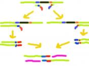This image shows how OE-PCR might be utilized to delete a sequence from a DNA strand
