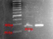 PCR product compared with DNA ladder in agarose gel. DNA ladder (lane 1), the PCR product in low concentration (lane 2), and high concentration (lane 3). Image published with permission of Helmut W. Klein, Institute of Biochemistry, University of Cologne,